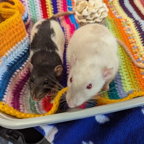 Jey & Jimmy for adoption