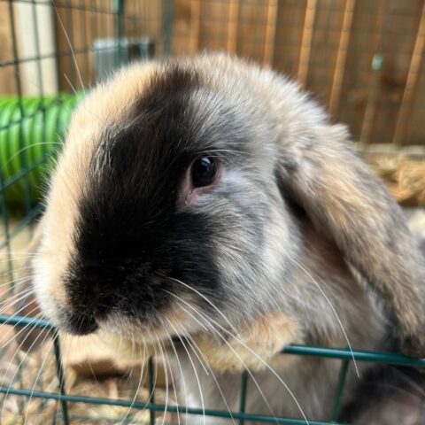 Treinta for adoption