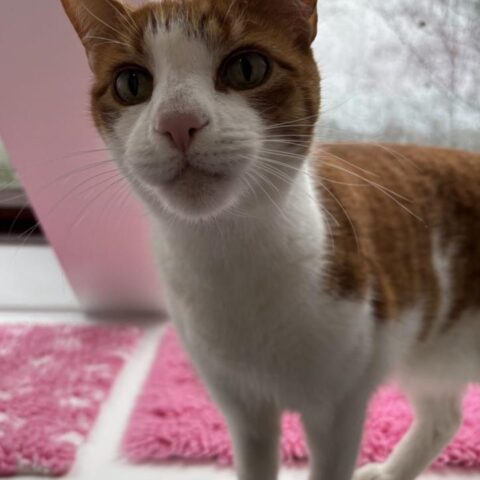 Lost Cat 820