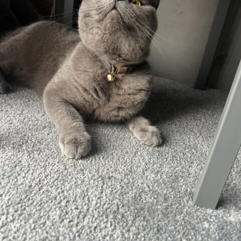 Lost Cat 822