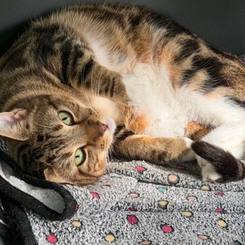 Bhaji for adoption
