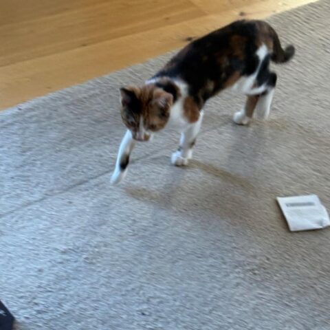 Lost Cat 823