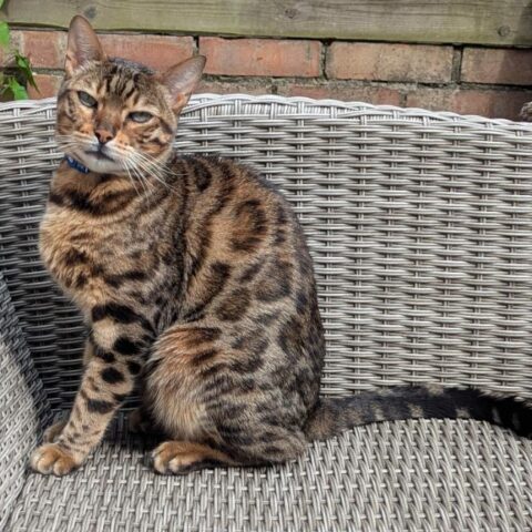 Lost Cat 824