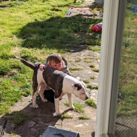 Lost Dog 825