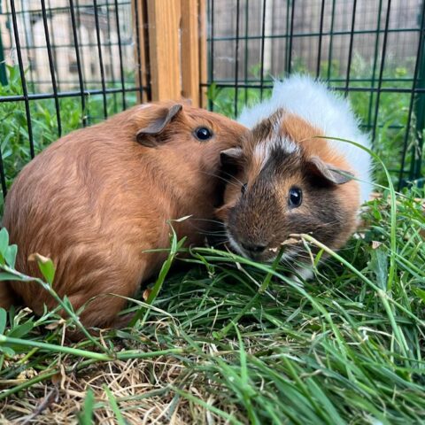 Battenberg & Carrot for adoption