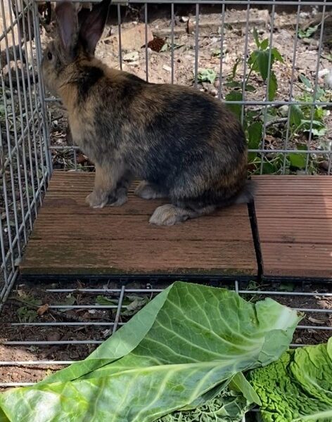 Sir Winston — photo 3