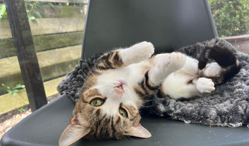 Tina Tuna for adoption