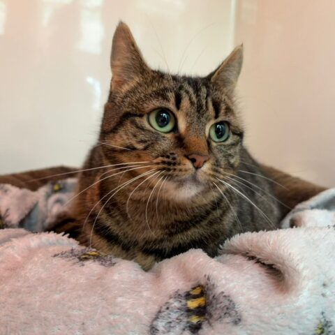 Bhuna for adoption