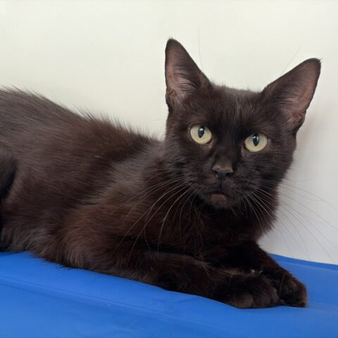 Chai for adoption