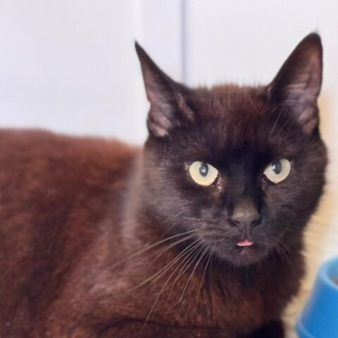Matcha for adoption