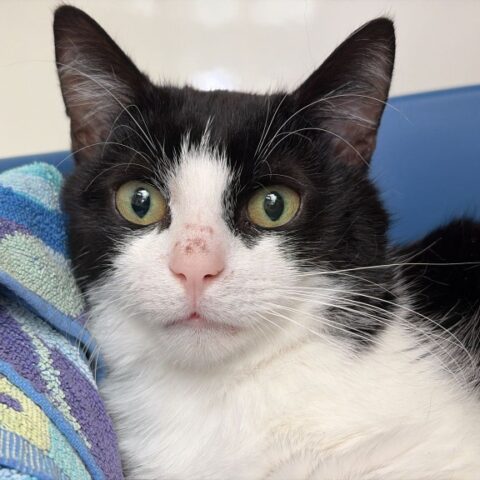 Earl Grey for adoption