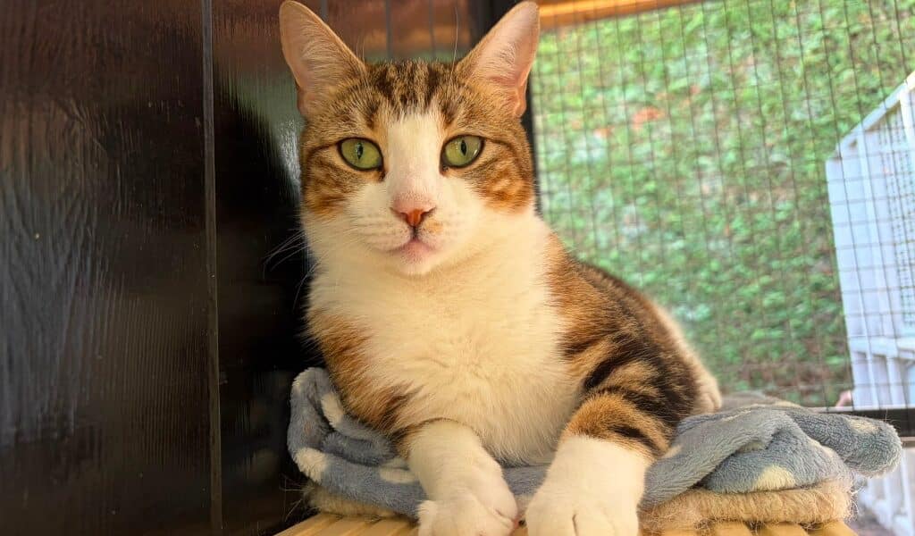 Tina Tuna for adoption