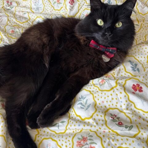 Lost Cat 826