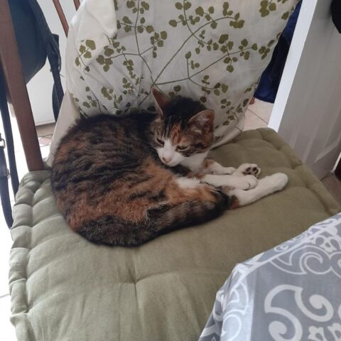 Lost Cat 827