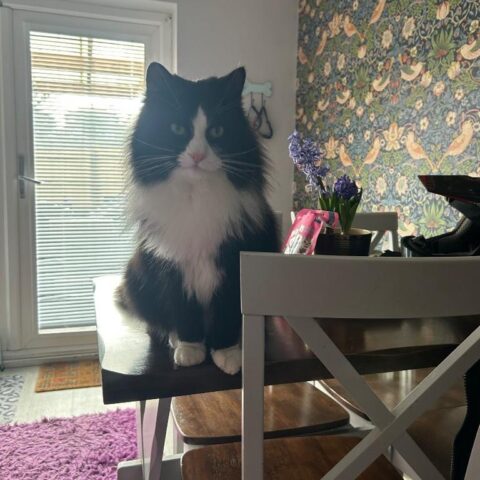 Lost Cat 828
