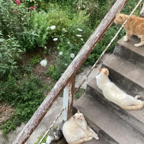 Lost Cat 830