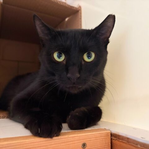 Guinness for adoption
