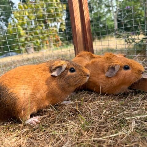 Angel & Madeleine for adoption