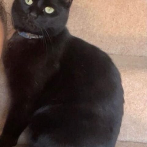 Lost Cat 831