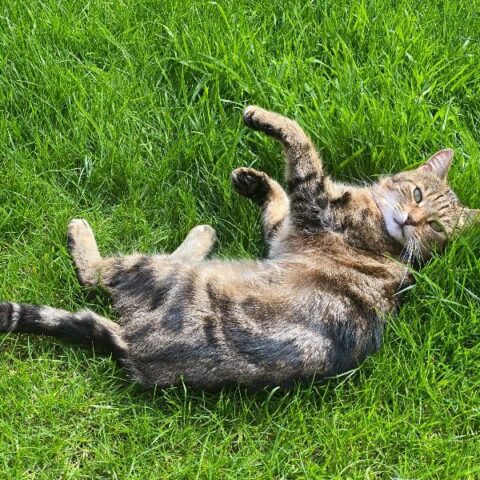 Lost Cat 832