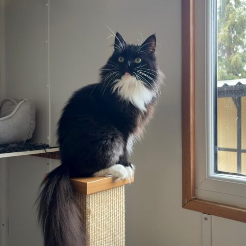 Peppermint for adoption