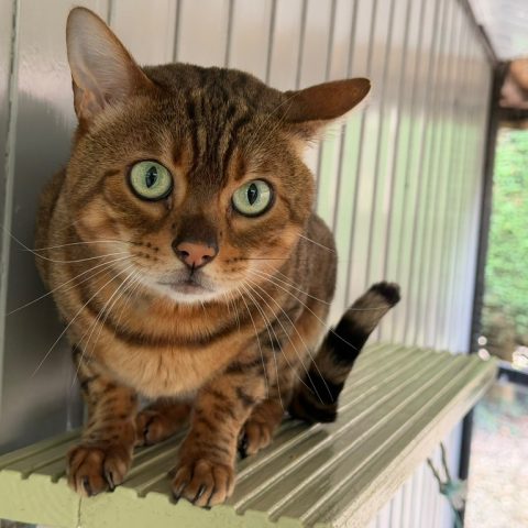 Magma for adoption