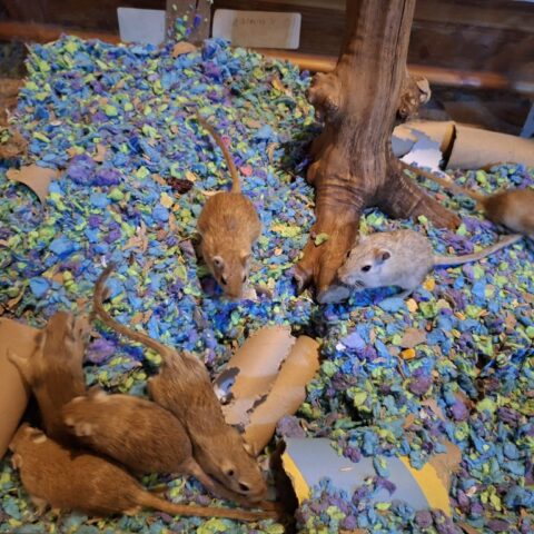 9 male gerbils for adoption