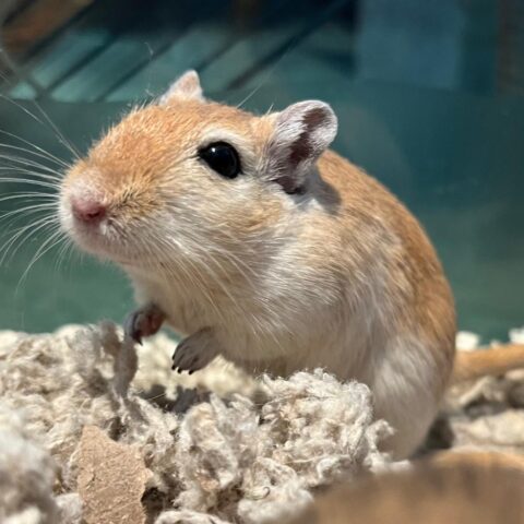 Many Male Gerbils for adoption