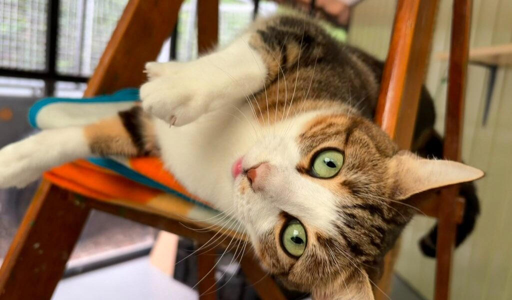Tina Tuna for adoption