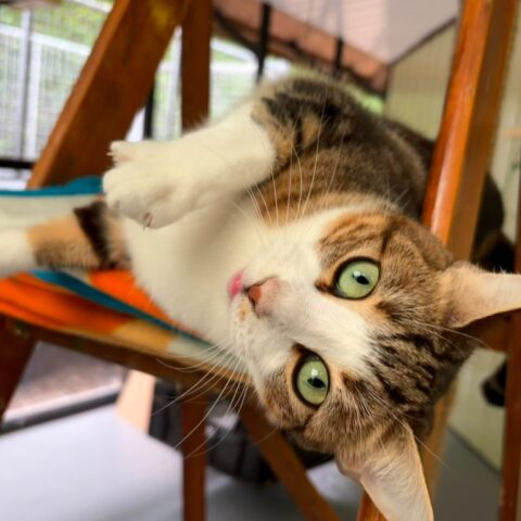 Tina Tuna for adoption